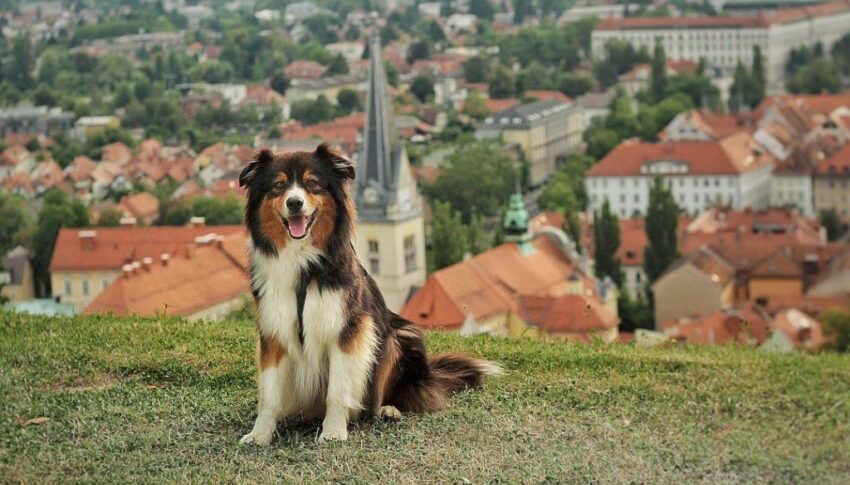 20 tips til at rejse med hund i Slovenien