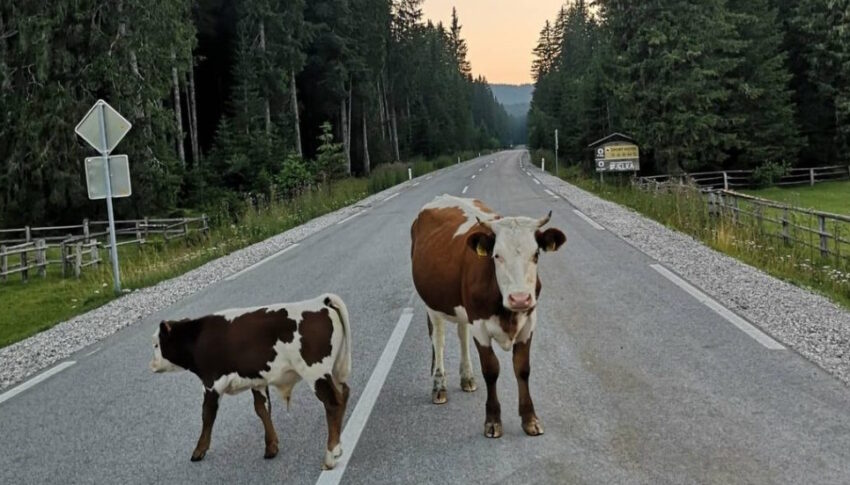 La hermosa carretera secreta de montaña entre el lago Bled y el lago Bohinj